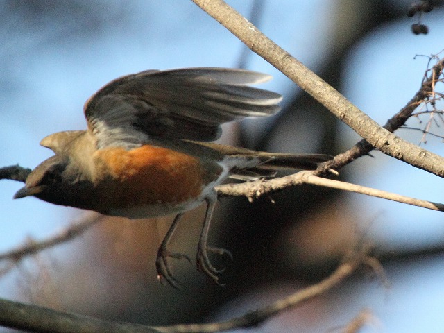 アカハラ