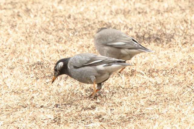 Nh