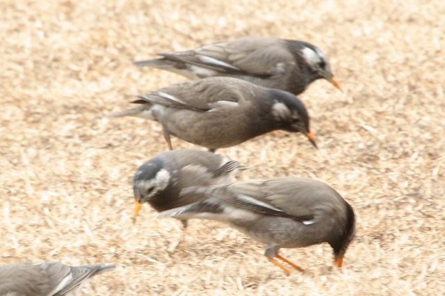 Nh