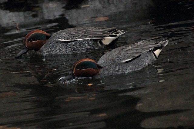 白鳥、コガモ