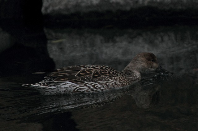 白鳥、コガモ