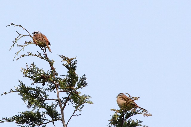 ホウジロ