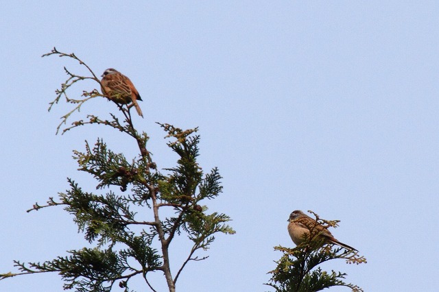ホウジロ