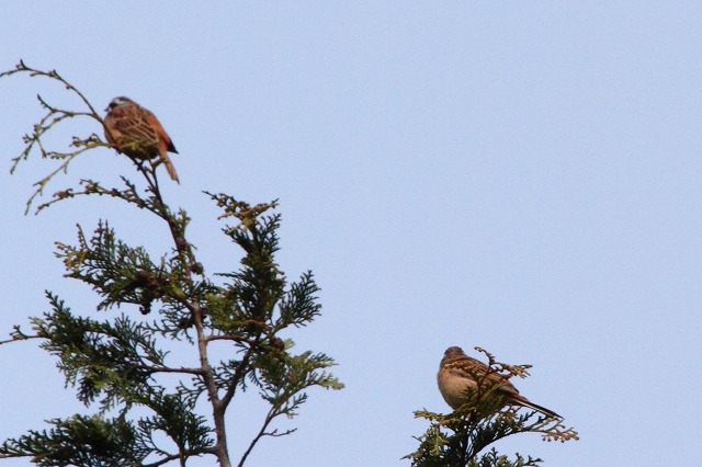 ホウジロ