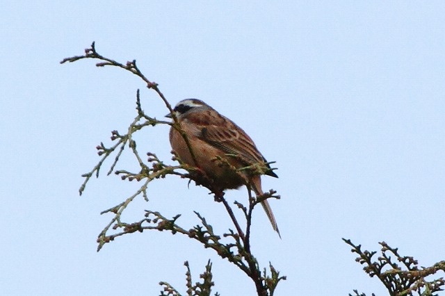ホウジロ