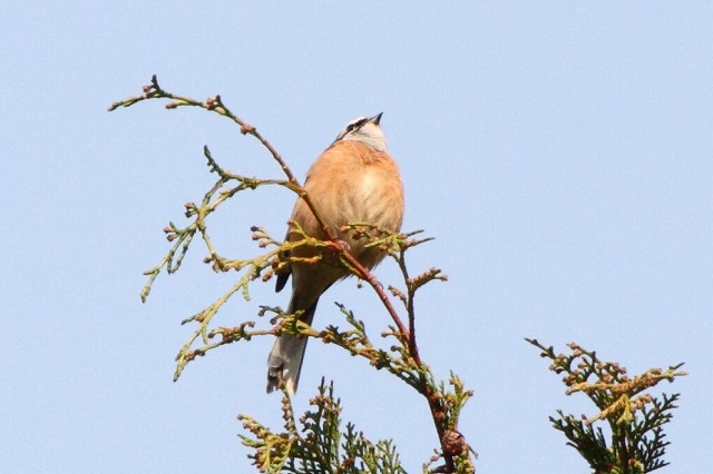 ホウジロ