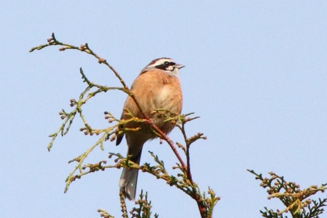 ホウジロ
