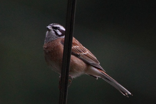 ホウジロ