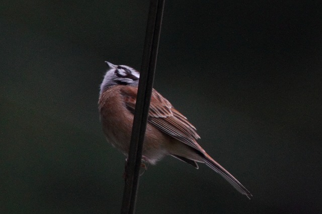 ホウジロ