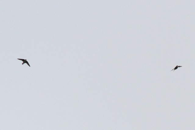 co̓