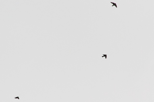co̓