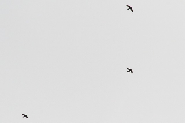 co̓