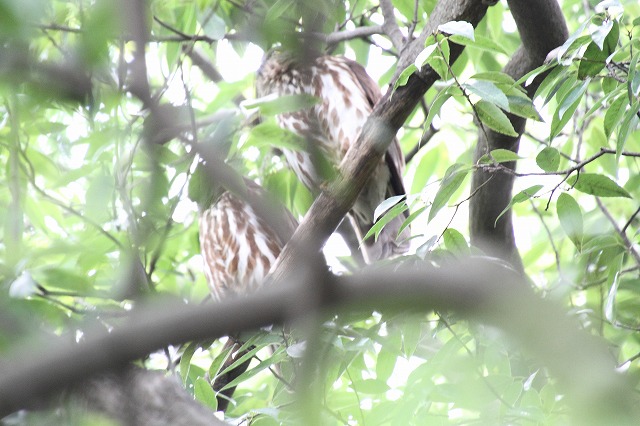 アオバズクその二