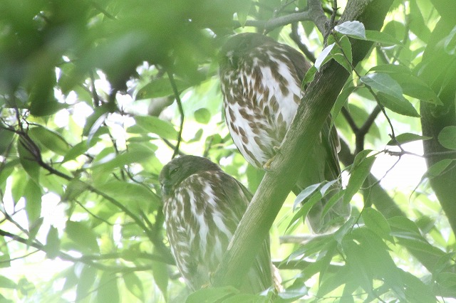 アオバズクその二