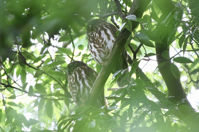アオバズクその二