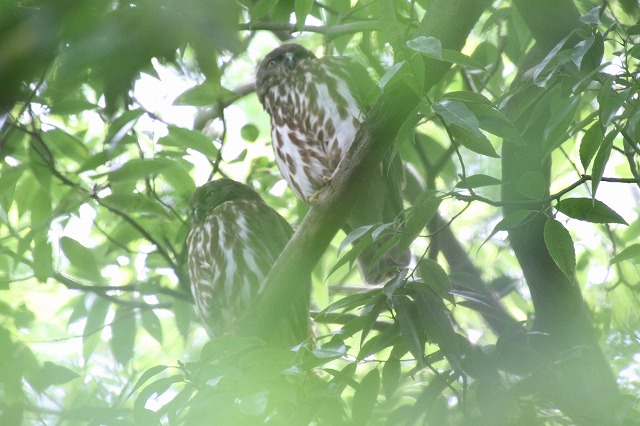アオバズクその二