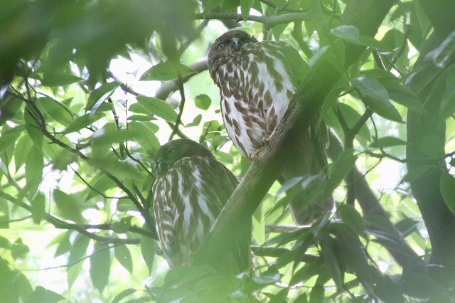 アオバズクその二