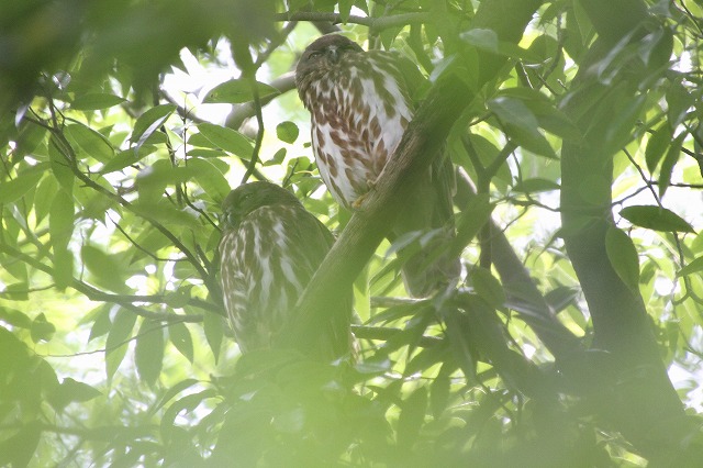 アオバズクその二