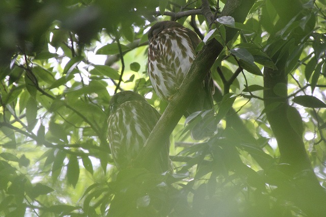 アオバズクその二