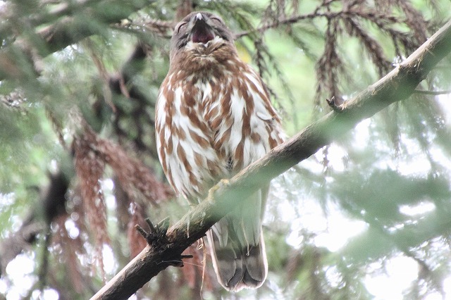 アオバズクその二