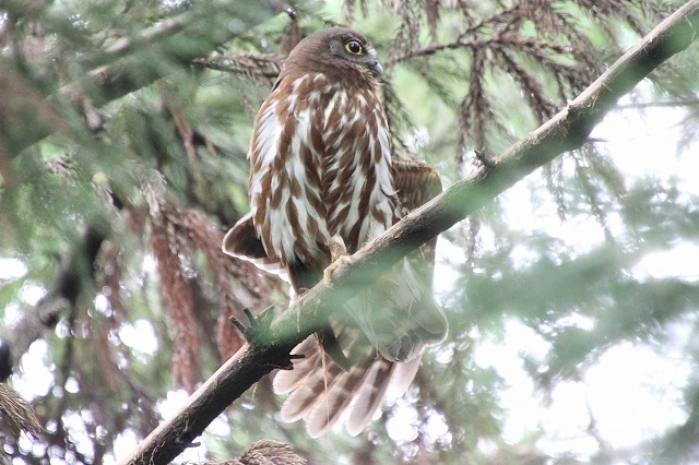 アオバズクその二