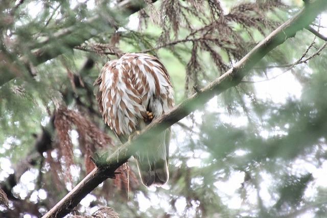 アオバズクその二