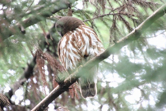 アオバズクその二