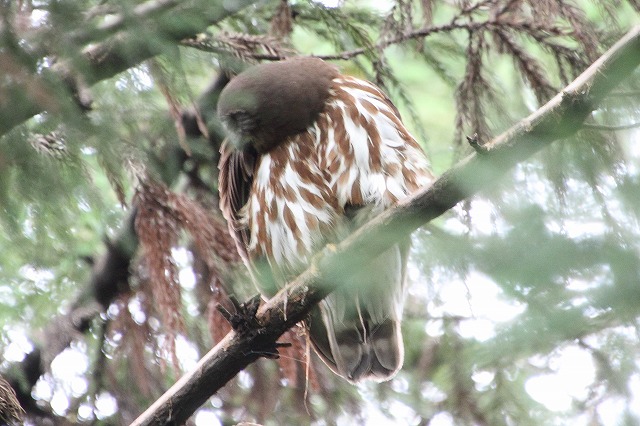 アオバズクその二