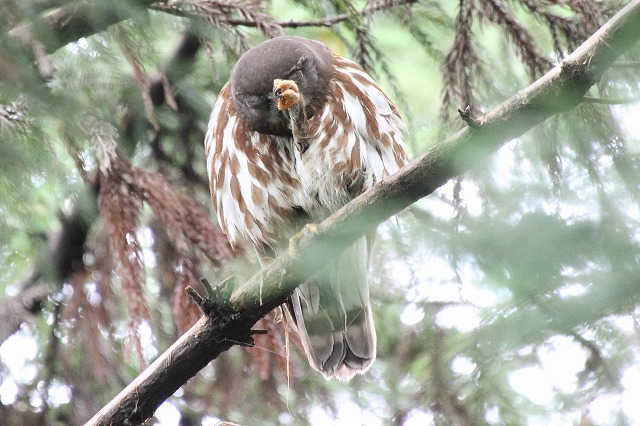 アオバズクその二