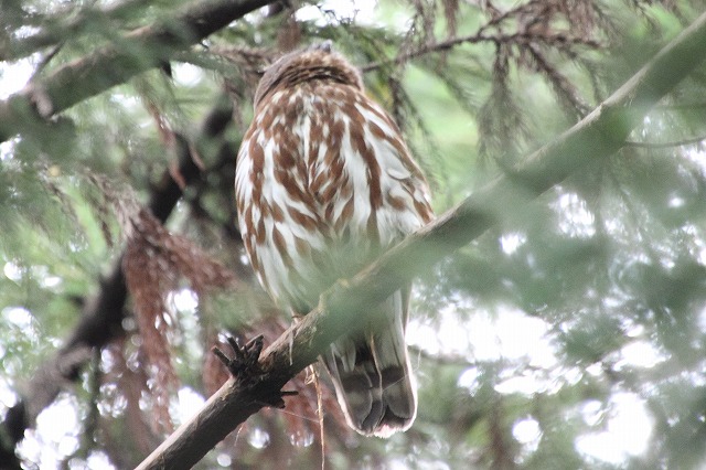 アオバズクその二