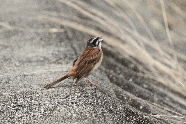 ホウジロ