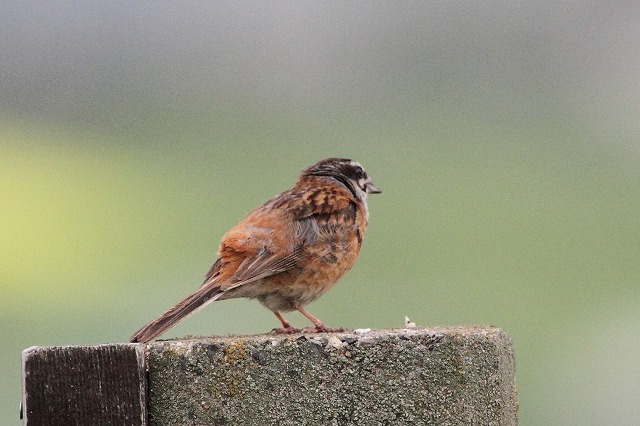 ホウジロ
