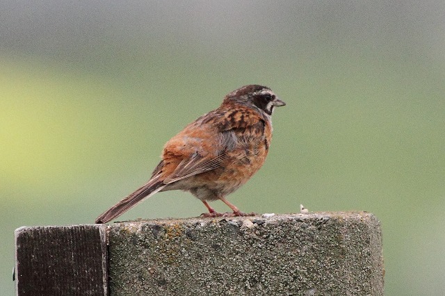 ホウジロ