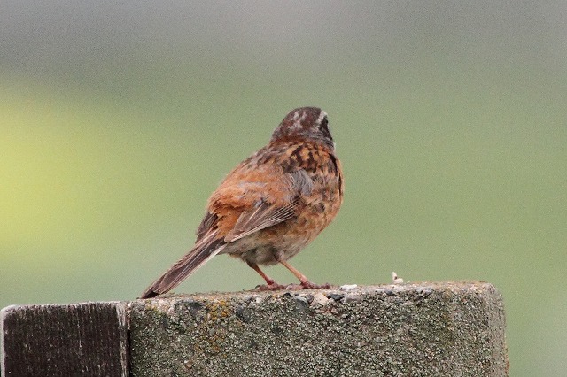 ホウジロ