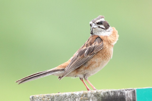 ホウジロ