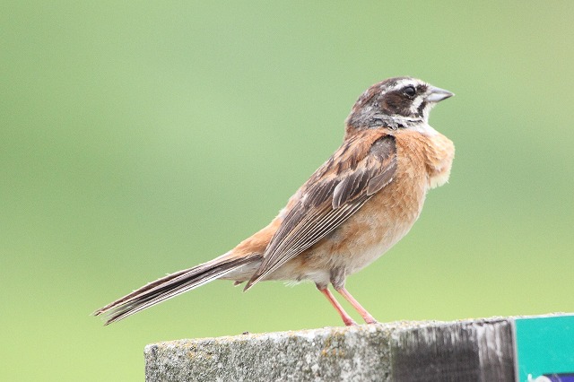 ホウジロ