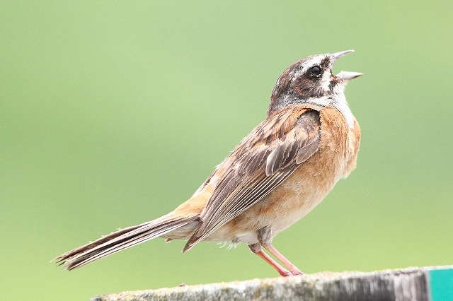 ホウジロ