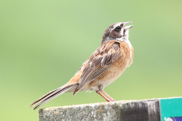 ホウジロ