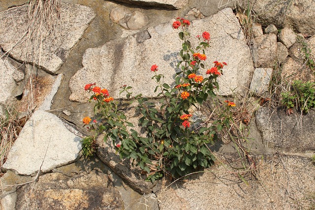 qhAJE