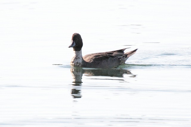 qhKAIiKK