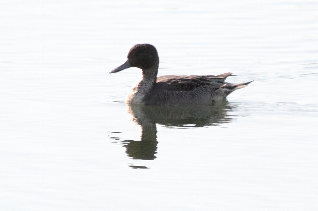 qhKAIiKK