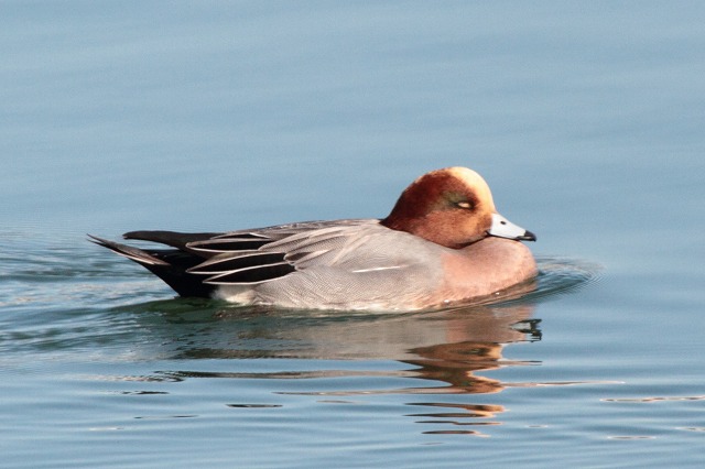 qhKAIiKK