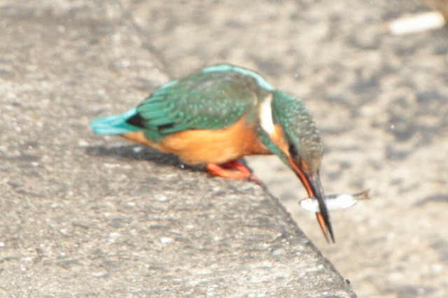 カワセミその三