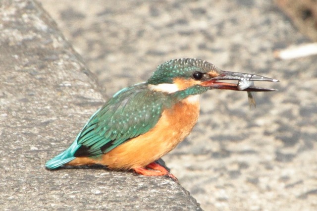 カワセミその三