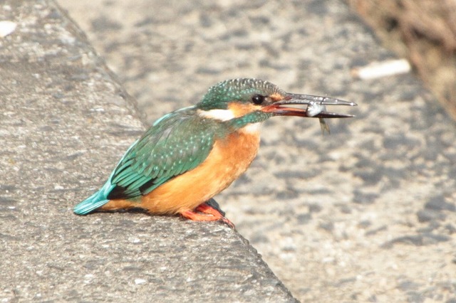 カワセミその三