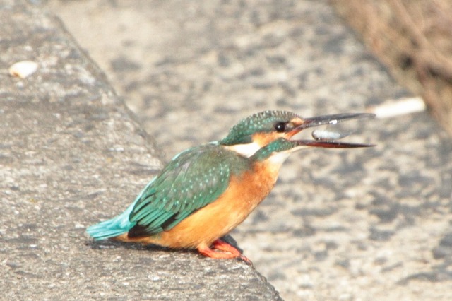 カワセミその三