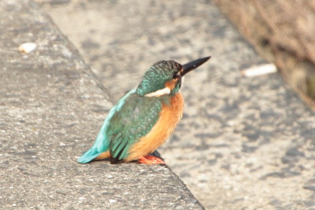 カワセミその三