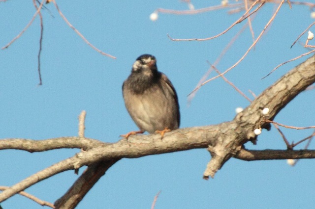 Nh