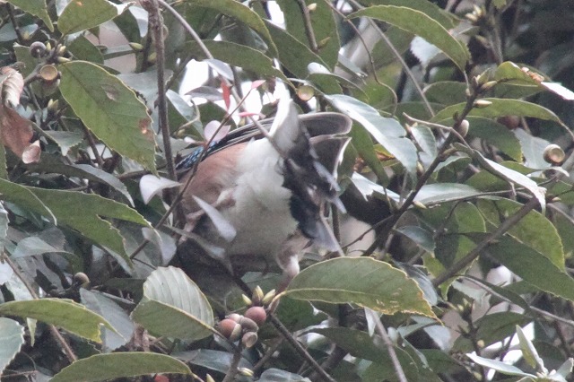 JPẌ