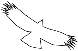 クマタカB